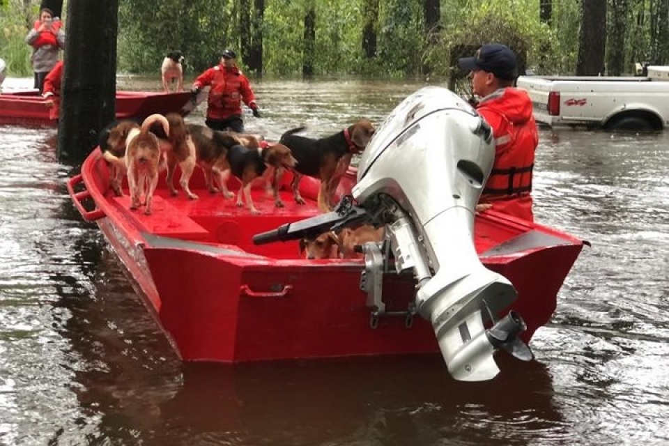my giai cuu hang loat thu cung trong lu do bao florence