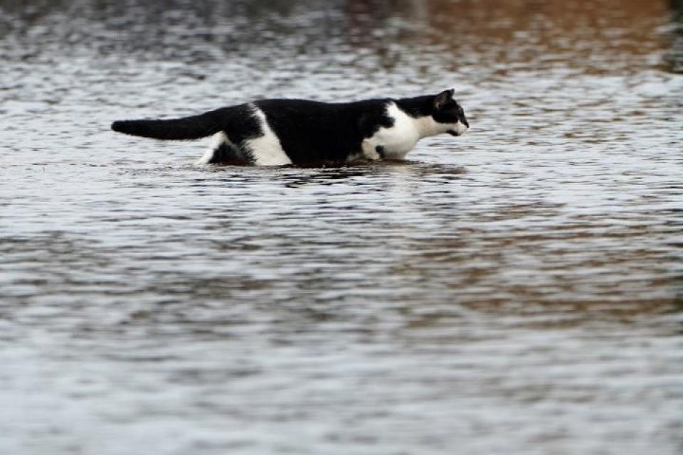 my giai cuu hang loat thu cung trong lu do bao florence