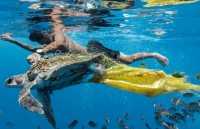 Những bức ảnh ấn tượng về môi trường đoạt giải thưởng Ciwem 2018