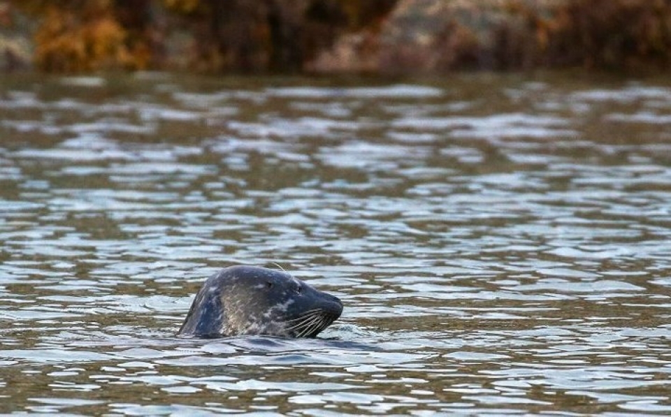 Cảnh đẹp ngọt ngào của vùng Murmansk nước Nga nga canh dep ngot ngao me dam long nguoi cua vung murmansk