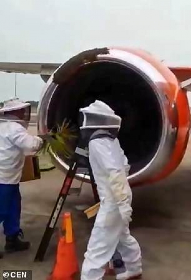 nam phi hoan chuyen bay vi hang van con ong tren dong co