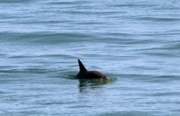 Mexico tìm thấy cá heo vaquita thuộc loại có nguy cơ tuyệt chủng cao nhất trên trái đất