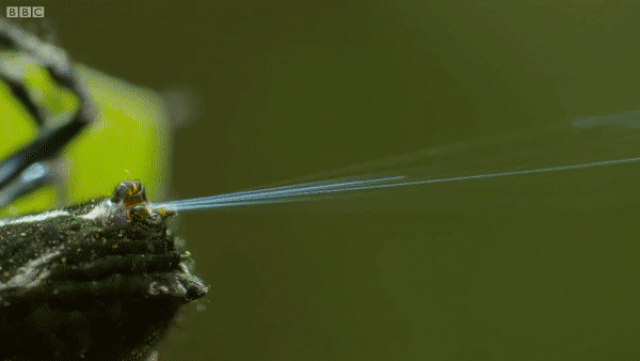 Loài nhện ‘siêu đẳng’ bắn tơ dài 20m làm... cầu qua sông loai nhen sieu dang ban doan to dai 25 met lam cau di qua song