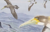 loai chim on ao nhat the gioi tieng keu con lon hon nhac rock