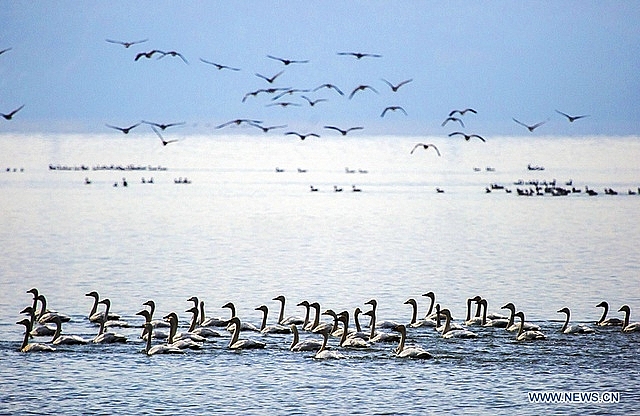 Đảo 1000 năm tuổi đột ngột lộ ra giữa lòng hồ cạn nước dao 1000 nam tuoi dot ngot lo ra giua long ho can nuoc