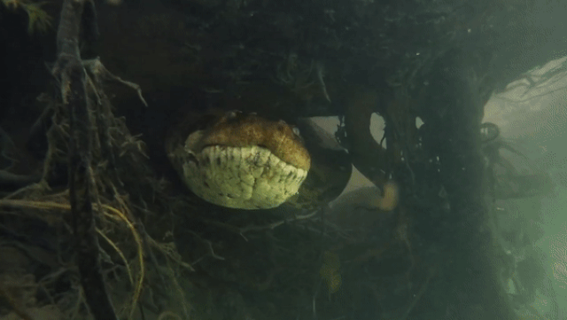 doi dien truc tiep voi hai sat thu rung xanh tran khong lo va ca an thit