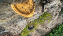 Bất chấp cả tính mạng để lấy 'vàng lỏng'- Nghề săn mật ong trên vách đá ở Nepal
