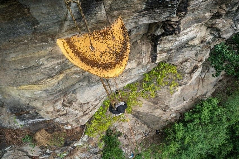 nepal nghe san mat ong tren vach da bat chap ca tinh mang de lay vang long