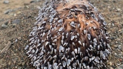 Bất ngờ phát hiện sinh vật biển quý hiếm thân gỗ phủ đầy xúc tu