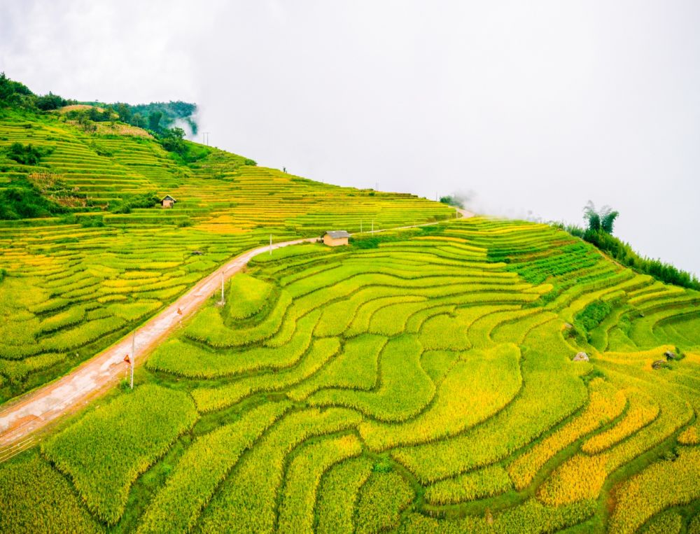 3344-mua-lua-chin-2-1599704573203