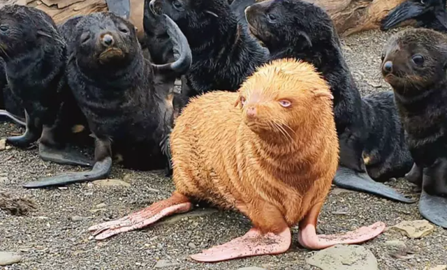 nga hai cau vang quy hiem ra doi voi ty le 110000