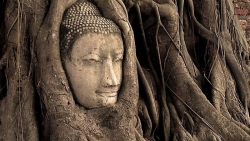 Thái Lan: Bí ẩn đầu tượng Phật 700 năm tuổi ẩn mình trong rễ cây cổ thụ