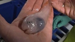 Phát hiện các sinh vật biển giống người ngoài hành tinh ở Nam cực