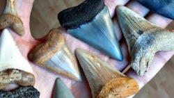 Những hóa thạch được bảo quản tốt nhất của các sinh vật bí ẩn cổ xưa