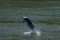 Trung Quốc: Đại dịch Covid-19 làm 'hồi sinh' đàn cá heo lưng gù quý hiếm