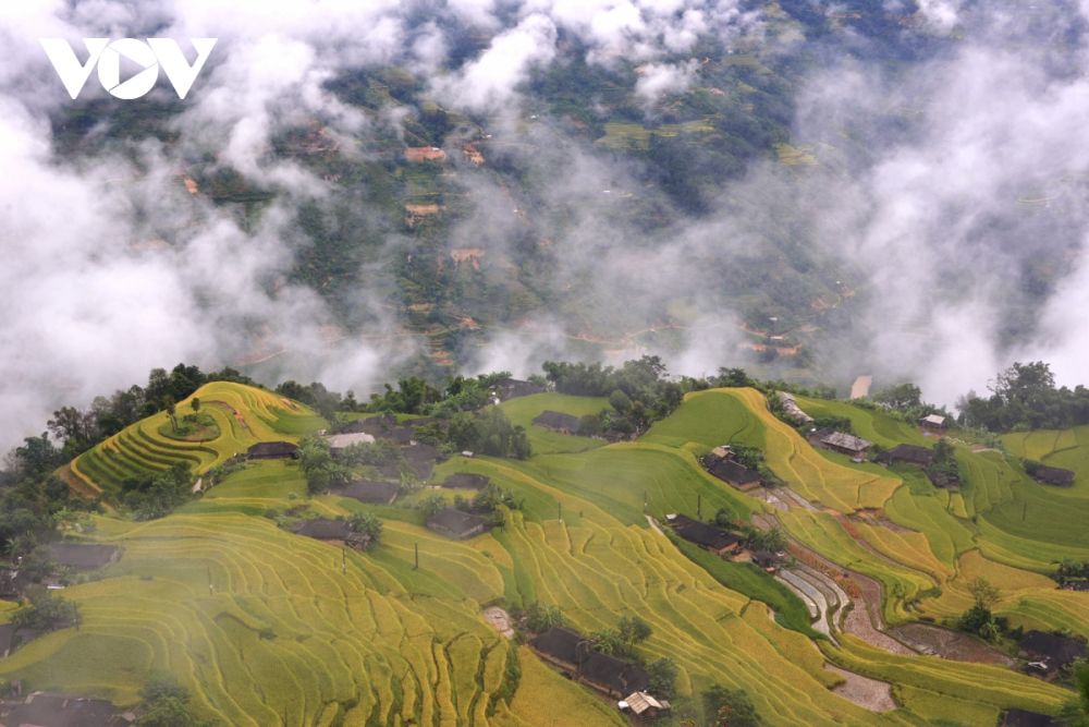 mua vang hoang su phi