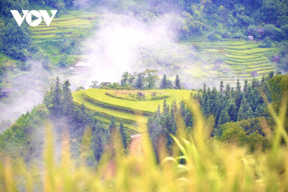 mua vang hoang su phi