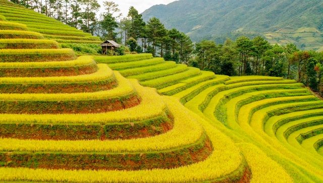 ngam nhin nhung dai lua vang o mu cang chai