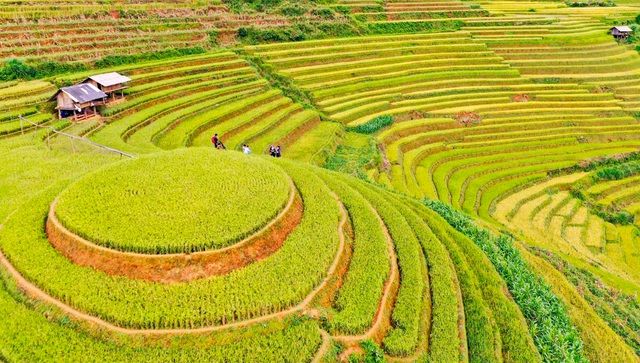 ngam nhin nhung dai lua vang o mu cang chai