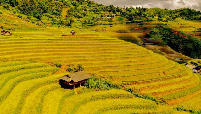 ngam nhin nhung dai lua vang o mu cang chai