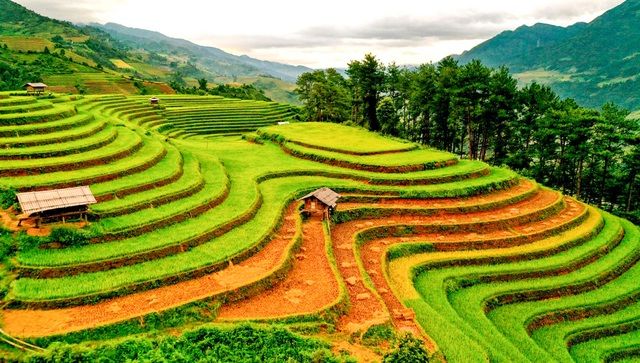 ngam nhin nhung dai lua vang o mu cang chai