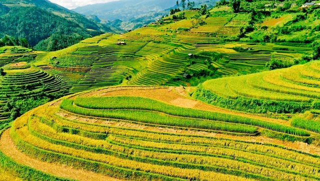 ngam nhin nhung dai lua vang o mu cang chai