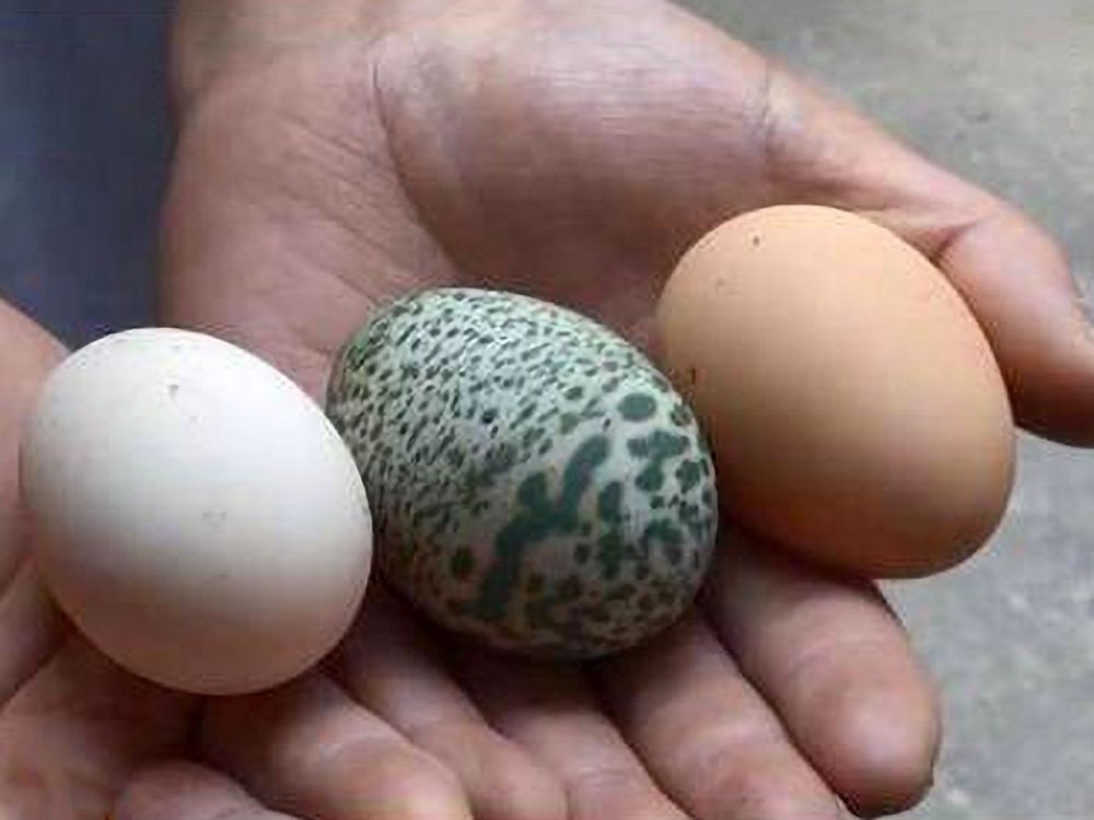 trung quoc ga de trung xanh