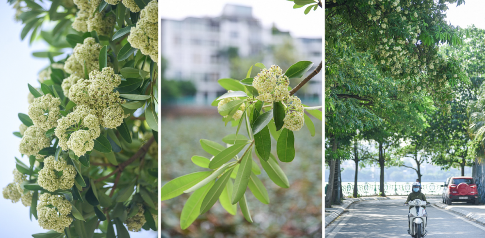Hà Nội lãng mạn mùa hoa sữa ha noi lang man mua hoa sua