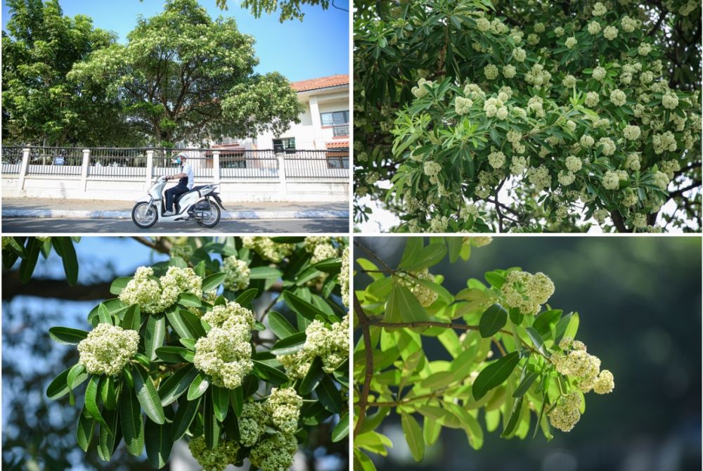 Hà Nội lãng mạn mùa hoa sữa ha noi lang man mua hoa sua