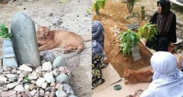 chuyen cam dong chu meo suot hai nam ngay nao cung den tham mo chu