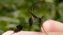 Sabethes- loài muỗi đẹp nhất thế giới và ăn mật hoa