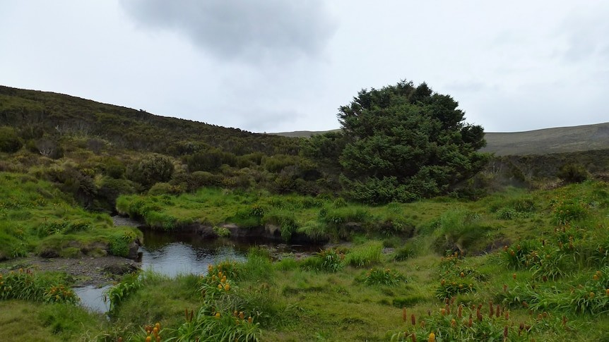 Cây cô đơn nhất thế giới giữ bí mật về biến đổi khí hậu