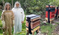 Bầy ong Hoàng gia để tang Nữ hoàng Anh
