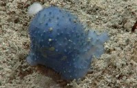 Chưa thể tìm ra danh tính đốm màu xanh bí ẩn dưới đáy biển