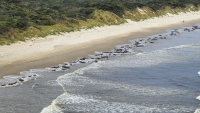 Australia: Chưa rõ nguyên nhân hàng trăm con cá voi hoa tiêu chết do mắc cạn