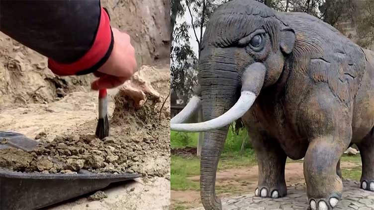 Chile phát hiện một số bộ phận của loài voi cổ đại từ 12.000 năm trước đã tuyệt chủng