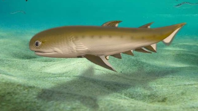 Hóa thạch cá cổ đại 440 triệu năm chứa thông tin quan trọng về loài người