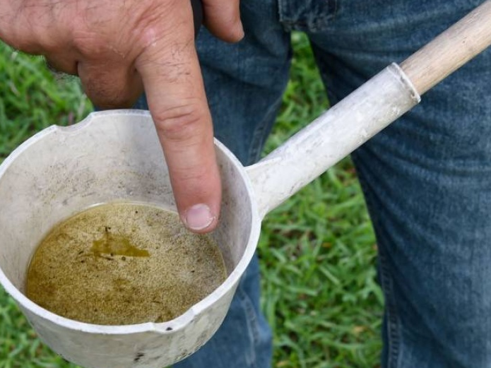 Thử nghiệm hiệu quả vaccine phòng virus Zika trên khỉ