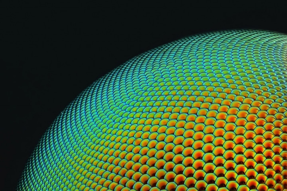 Thế giới đẹp ngỡ ngàng dưới ống kính hiển vi điện tử the gioi dep ngo ngang duoi ong kinh hien vi dien tu