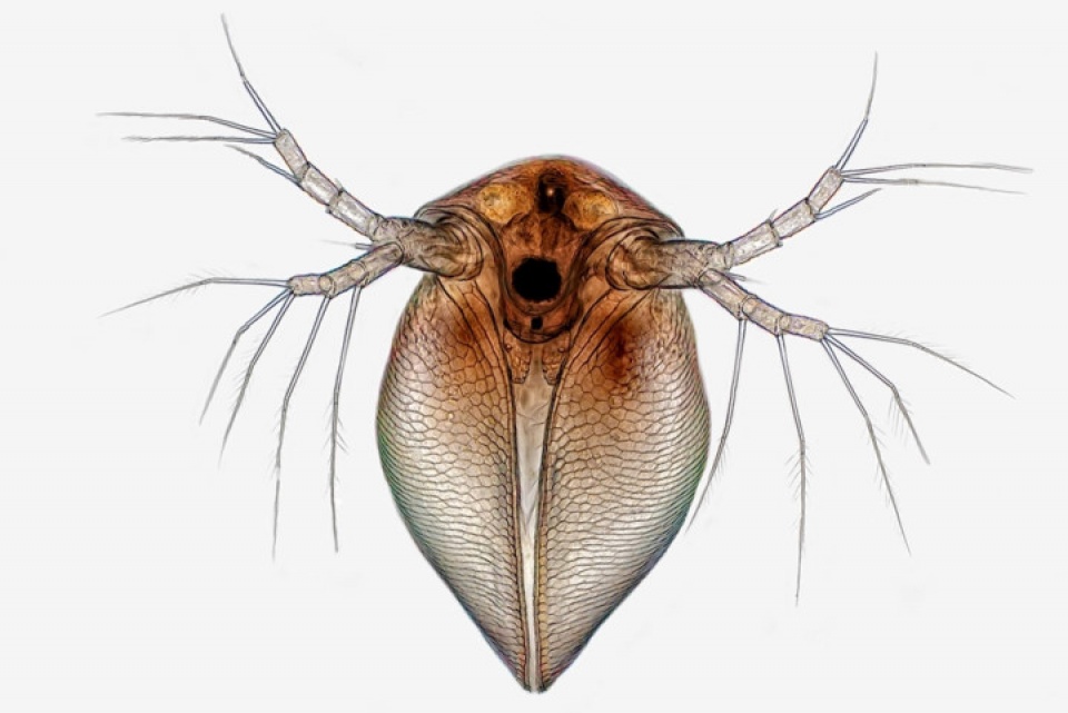 Thế giới đẹp ngỡ ngàng dưới ống kính hiển vi điện tử the gioi dep ngo ngang duoi ong kinh hien vi dien tu