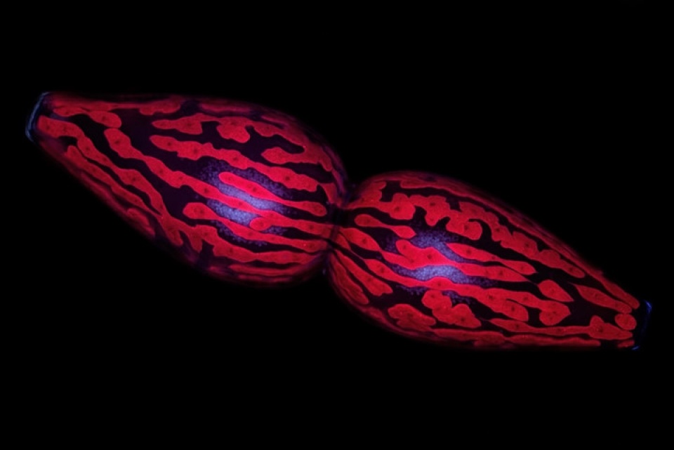 Thế giới đẹp ngỡ ngàng dưới ống kính hiển vi điện tử the gioi dep ngo ngang duoi ong kinh hien vi dien tu