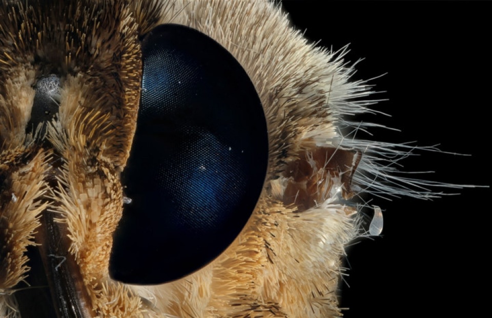 Thế giới đẹp ngỡ ngàng dưới ống kính hiển vi điện tử the gioi dep ngo ngang duoi ong kinh hien vi dien tu