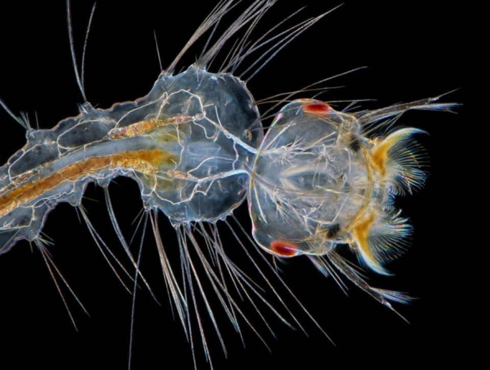 Thế giới đẹp ngỡ ngàng dưới ống kính hiển vi điện tử the gioi dep ngo ngang duoi ong kinh hien vi dien tu