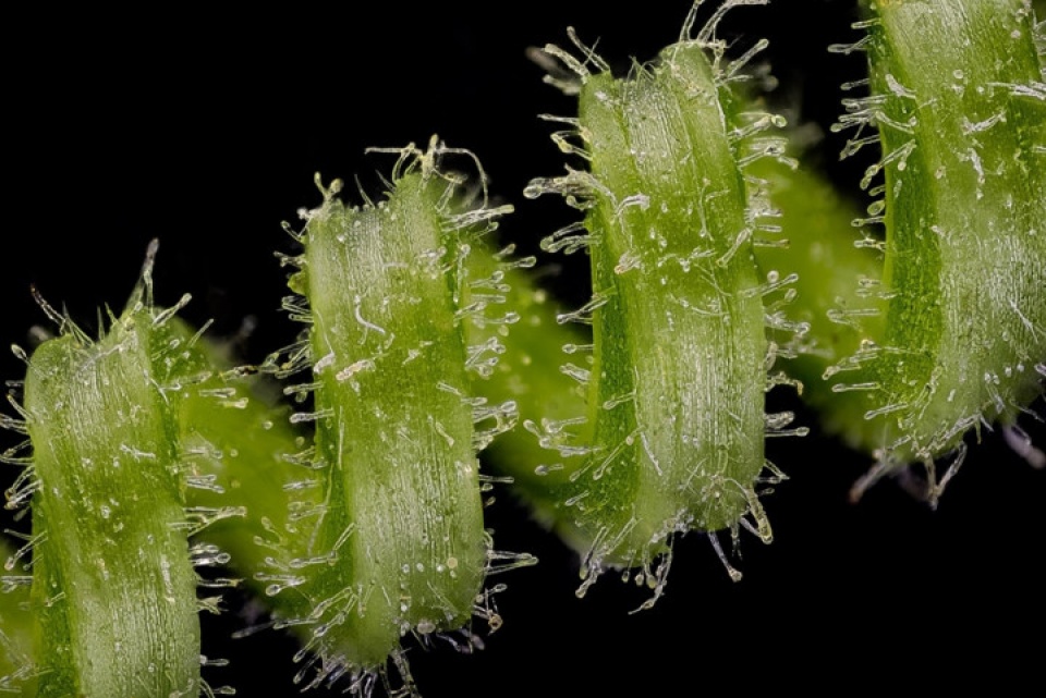 Thế giới đẹp ngỡ ngàng dưới ống kính hiển vi điện tử the gioi dep ngo ngang duoi ong kinh hien vi dien tu