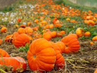 Sắc Thu đẹp nao lòng ở nhiều nơi trên thế giới