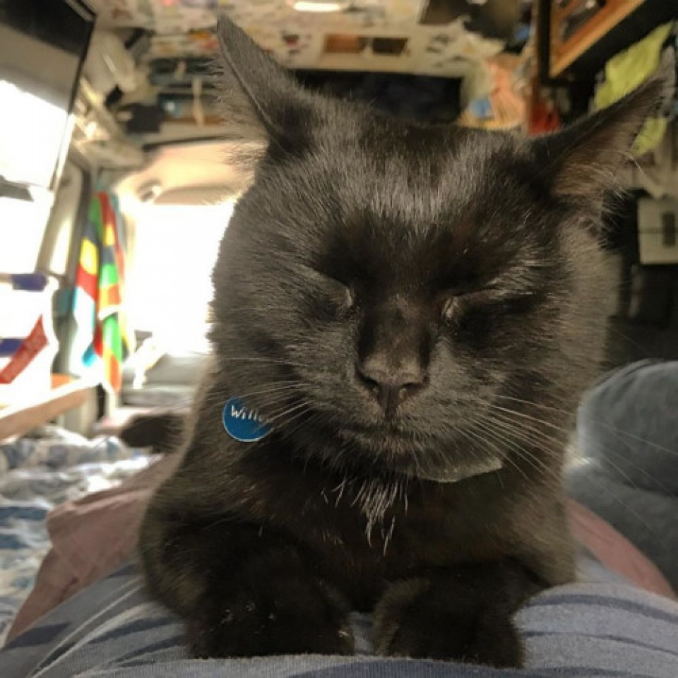 thanh nien bo viec ban nha dua meo di du lich khap noi bang xe tai