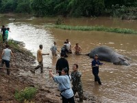 thai lan xoa diu tam hon nhung con voi dau kho bang nhac co dien