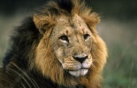 nhung buc anh tuyet dep ve dong vat hoang da khap the gioi