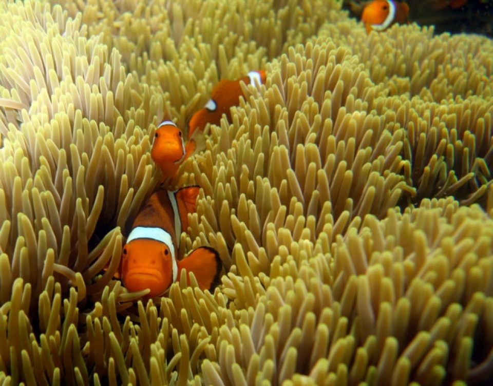 muong thu ngan ngo duoi tiet troi thu dep nao long