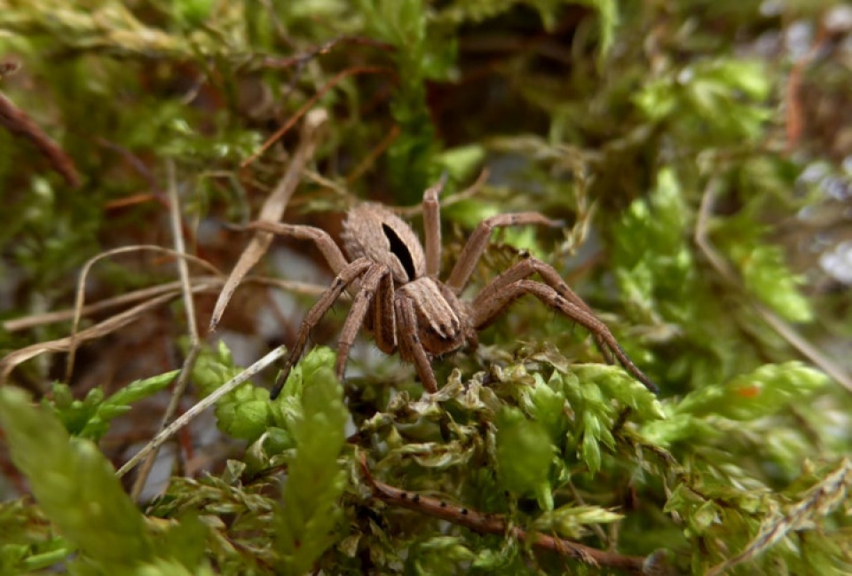 muong thu ngan ngo duoi tiet troi thu dep nao long